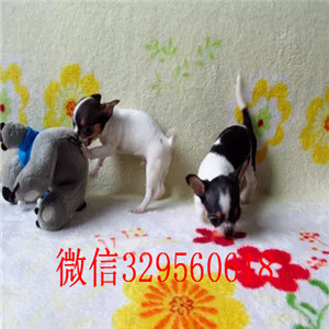 淮北出售吉娃娃 标准苹果头黑白花吉娃娃极品袖珍墨西哥吉娃娃吉娃娃长大几斤