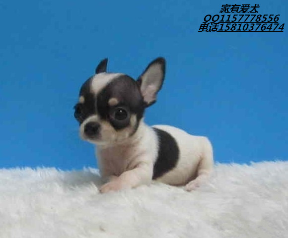 北京哪里出售吉娃娃  吉娃娃照片 吉娃娃价格