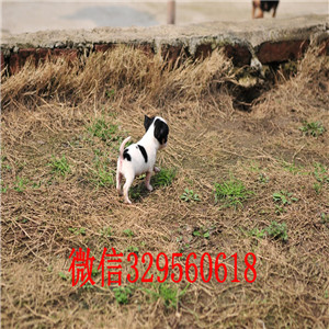 汕头出售吉娃娃 标准苹果头铁包金吉娃娃极品袖珍墨西哥吉娃娃吉娃娃长大几斤