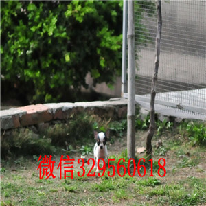 黄山出售吉娃娃 标准苹果头哪里有卖纯种吉娃