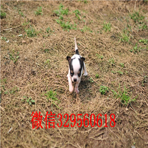 北碚出售吉娃娃 标准苹果头黄色吉娃娃小体吉娃娃多少钱吉娃娃长大几斤