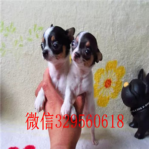 淮北出售吉娃娃 标准苹果头黑白花吉娃娃极品袖珍墨西哥吉娃娃吉娃娃长大几斤