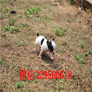 汕头出售吉娃娃 标准苹果头铁包金吉娃娃极品袖珍墨西哥吉娃娃吉娃娃长大几斤