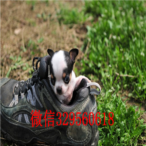 合肥出售吉娃娃 标准苹果头哪里有卖纯种吉娃娃苹果头短毛小体吉娃娃墨西哥苹果头吉娃娃幼犬