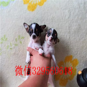 铜陵吉娃娃幼犬出售黄色吉娃娃小体吉娃娃多少钱吉娃娃长大几斤