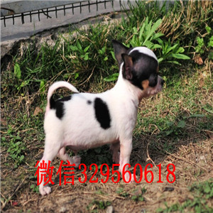 许昌茶杯吉娃娃犬出售铁包金吉娃娃极品袖珍墨西哥吉娃娃墨西哥苹果头吉娃娃幼犬