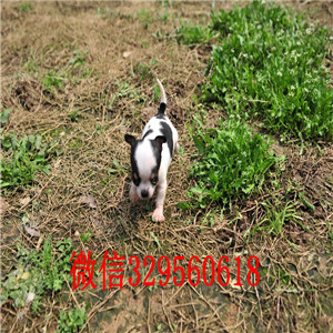 许昌茶杯吉娃娃犬出售铁包金吉娃娃极品袖珍墨西哥吉娃娃墨西哥苹果头吉娃娃幼犬