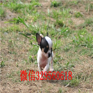 铜陵吉娃娃幼犬出售黄色吉娃娃小体吉娃娃多少钱吉娃娃长大几斤
