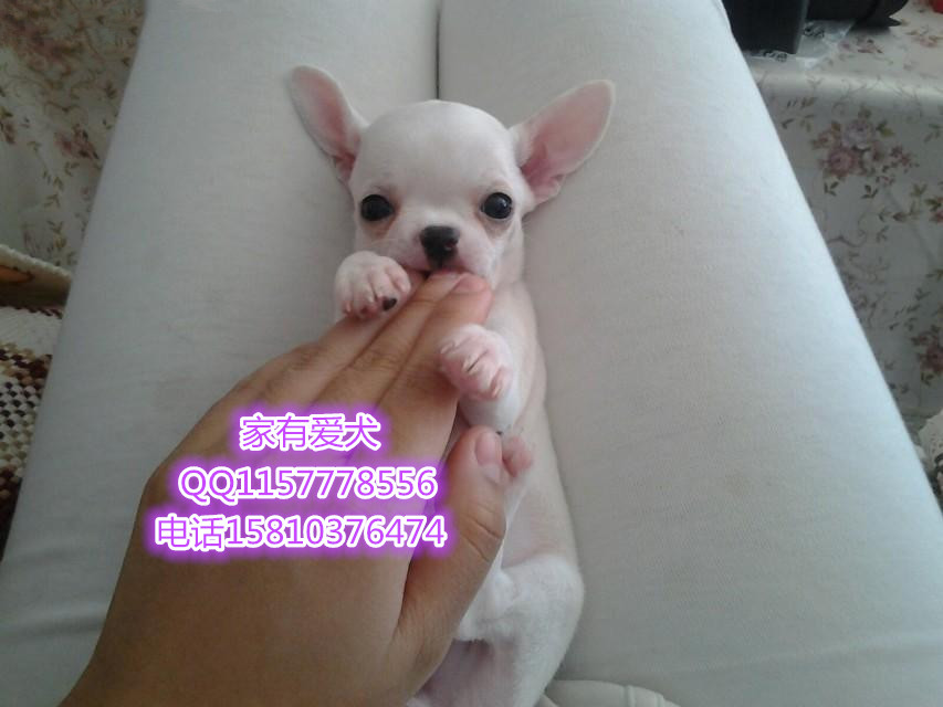 哪里出售吉娃娃  吉娃娃成年体重多少 吉娃娃