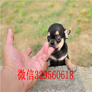 许昌茶杯吉娃娃犬出售铁包金吉娃娃极品袖珍墨西哥吉娃娃墨西哥苹果头吉娃娃幼犬