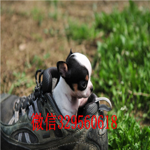 宁波吉娃娃幼犬出售黄色吉娃娃苹果头短毛小体