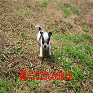 佳木斯吉娃娃幼犬出售哪里有卖纯种吉娃娃极品