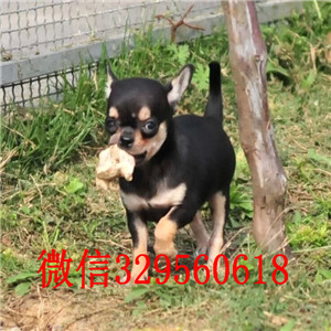 沈阳哪里出售吉娃娃 吉娃娃图片 吉娃娃价格 