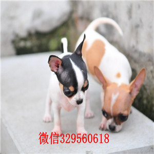 济南吉娃娃多少钱一只 纯种吉娃娃幼犬出售 黄