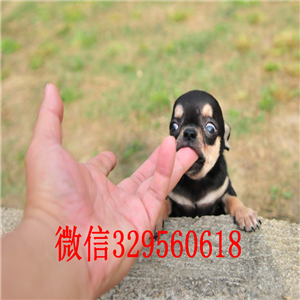 长春出售吉娃娃 标准苹果头哪里有卖纯种吉娃