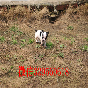 汕头出售吉娃娃 标准苹果头铁包金吉娃娃极品袖珍墨西哥吉娃娃吉娃娃长大几斤