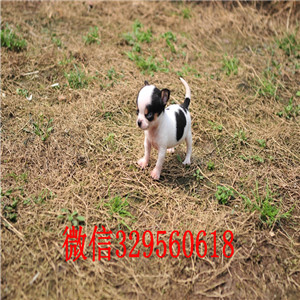 郑州吉娃娃幼犬出售铁包金吉娃娃小体吉娃娃多少钱墨西哥苹果头吉娃娃幼犬