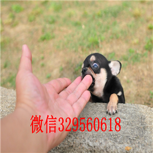 汕头出售吉娃娃 标准苹果头铁包金吉娃娃极品袖珍墨西哥吉娃娃吉娃娃长大几斤