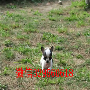 淮北出售吉娃娃 标准苹果头黑白花吉娃娃极品袖珍墨西哥吉娃娃吉娃娃长大几斤