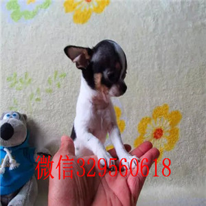 焦作茶杯吉娃娃犬出售黄色吉娃娃极品袖珍墨西