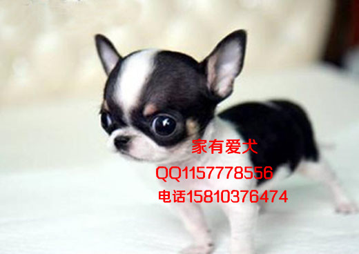 北京哪里出售吉娃娃  吉娃娃好养吗 吉娃娃照