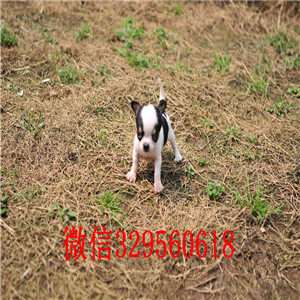 北碚出售吉娃娃 标准苹果头黄色吉娃娃小体吉娃娃多少钱吉娃娃长大几斤