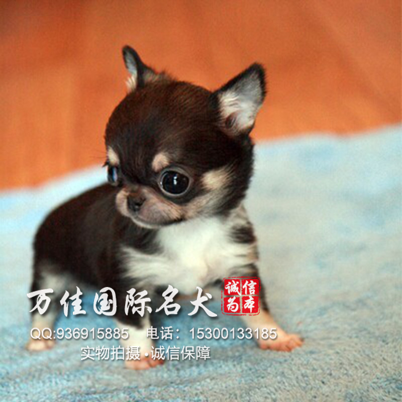 北京纯种墨西哥袖珍吉娃娃 血统纯正 品质健康