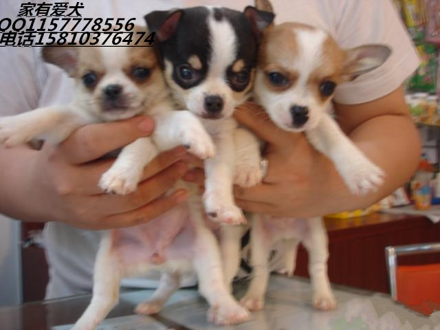  纯种吉娃娃 苹果头杏仁眼小蛮腰 保证纯种健