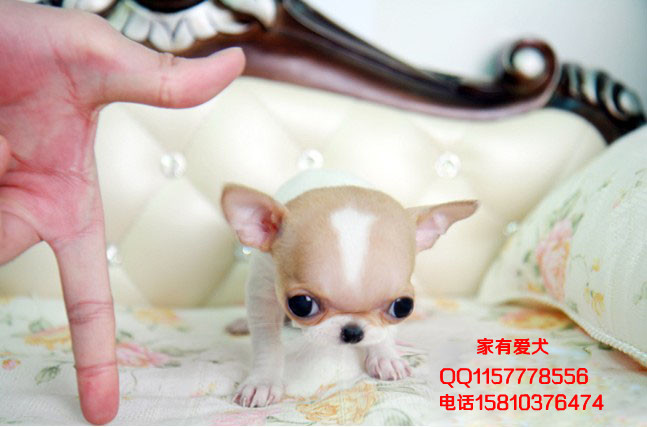 小体可爱纯种墨西哥娃娃 大耳朵 圆脑袋 鼓眼