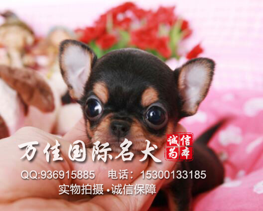 北京哪里卖杜宾的,吉娃娃价格，纯种吉娃娃多少