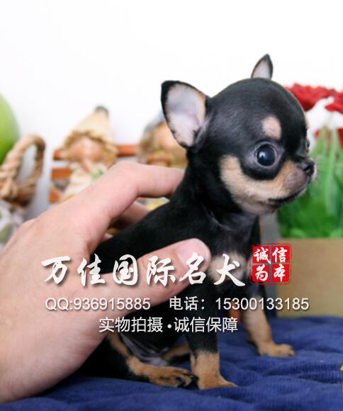 北京本地高端犬舍出售吉娃娃幼犬，可上门看狗父
