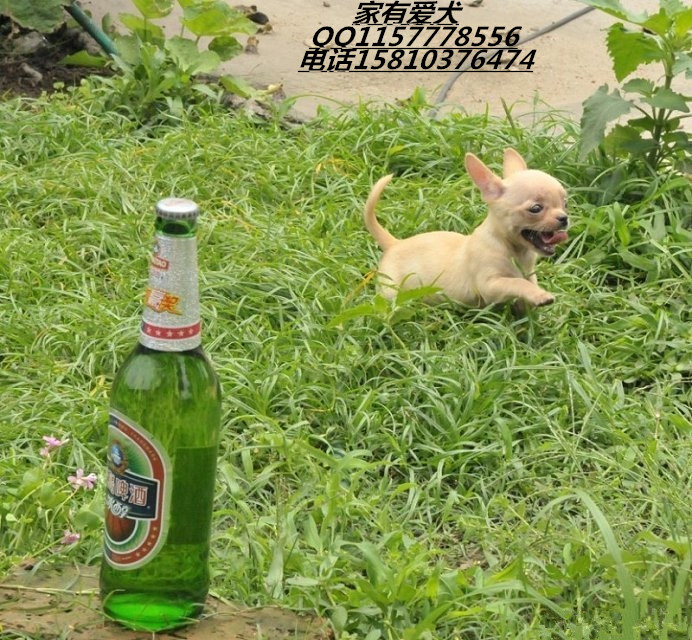 吉娃娃哪里有卖 超小体吉娃娃多少钱能长多重 