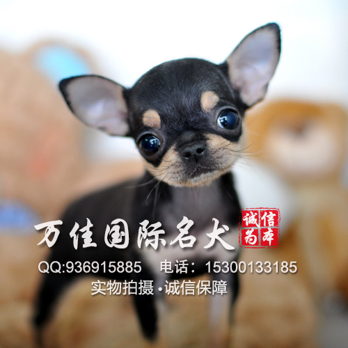 纯种吉娃娃犬多少钱一只 墨西哥吉娃娃 保健康