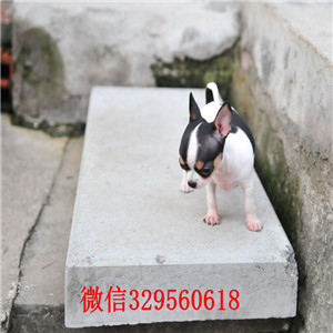 沈阳哪里有卖吉娃娃吉娃娃长多大黄白花吉娃娃苹果头金鱼眼吉娃娃