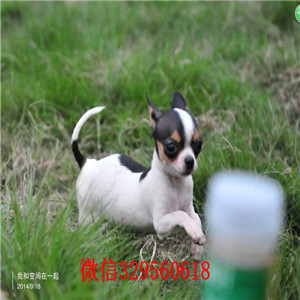 珠海吉娃娃多少钱一只吉娃娃图片铁包金吉娃娃墨西哥吉娃娃