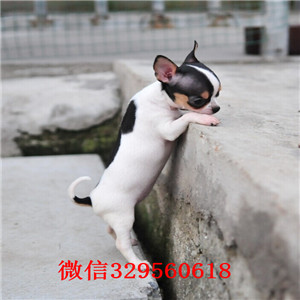 合肥哪里有卖吉娃娃犬舍出售吉娃娃幼犬茶杯吉