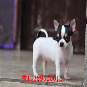 哈尔滨吉娃娃多少钱一只犬舍出售吉娃娃幼犬哪