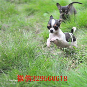 珠海吉娃娃多少钱一只吉娃娃图片铁包金吉娃娃墨西哥吉娃娃