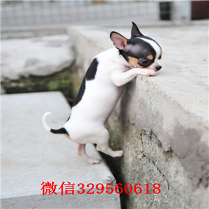 合肥哪里有卖吉娃娃犬舍出售吉娃娃幼犬茶杯吉娃娃苹果头金鱼眼吉娃娃