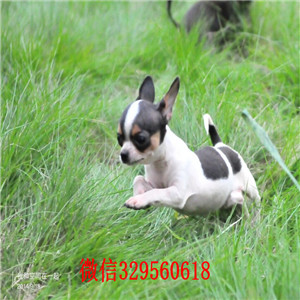 铁岭吉娃娃多少钱一只犬舍出售吉娃娃幼犬大眼睛吉娃娃 多少钱一只苹果头金鱼眼吉娃娃