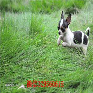 珠海吉娃娃多少钱一只吉娃娃图片铁包金吉娃娃墨西哥吉娃娃