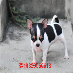 佳木斯吉娃娃多少钱一只犬舍出售吉娃娃幼犬铁