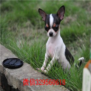 淮北出售纯种吉娃娃幼犬吉娃娃长多大茶杯吉娃