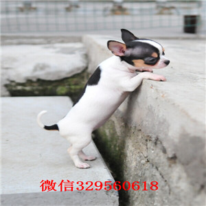 合肥哪里有卖吉娃娃犬舍出售吉娃娃幼犬茶杯吉娃娃苹果头金鱼眼吉娃娃