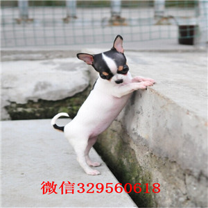 哈尔滨哪里能买到吉娃娃吉娃娃多少钱一只黑色吉娃娃苹果头吉娃娃