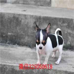 松原哪里有卖吉娃娃茶杯吉娃娃多少钱黑白花吉