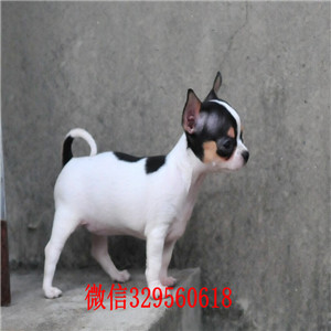 信阳哪里卖吉娃娃幼犬小体吉娃娃多少钱黑白花