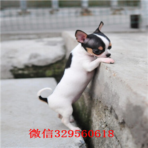 双桥哪里有卖纯种吉娃娃吉娃娃多少钱一只苹果