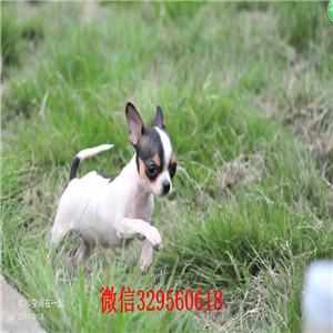 南岸哪里有卖吉娃娃吉娃娃幼犬出售黄色吉娃娃