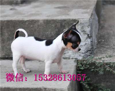 成都哪里有卖吉娃娃 纯种吉娃娃多少钱 赛级苹果头吉娃娃幼犬